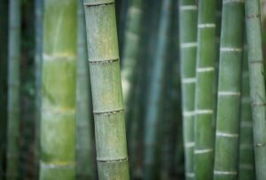 tanaman pembatas dengan pohon bambu